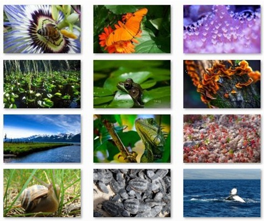 Appatic: Bing Earth Day Contest Windows 7 Theme